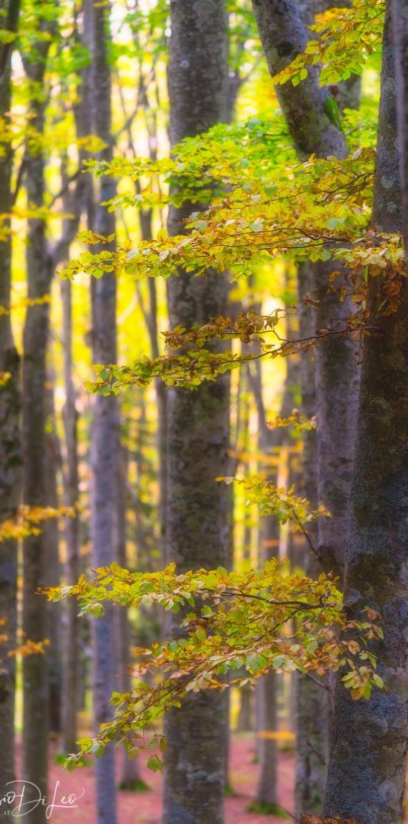 Autunno | Sony A7R III, Sony 16-35mm f/2.8 GM