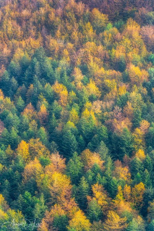 Foliage autunno