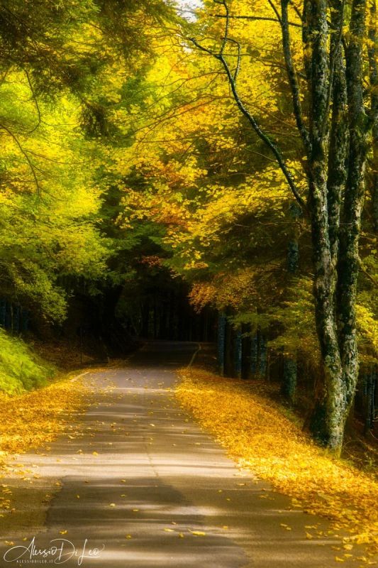 Foliage autunno