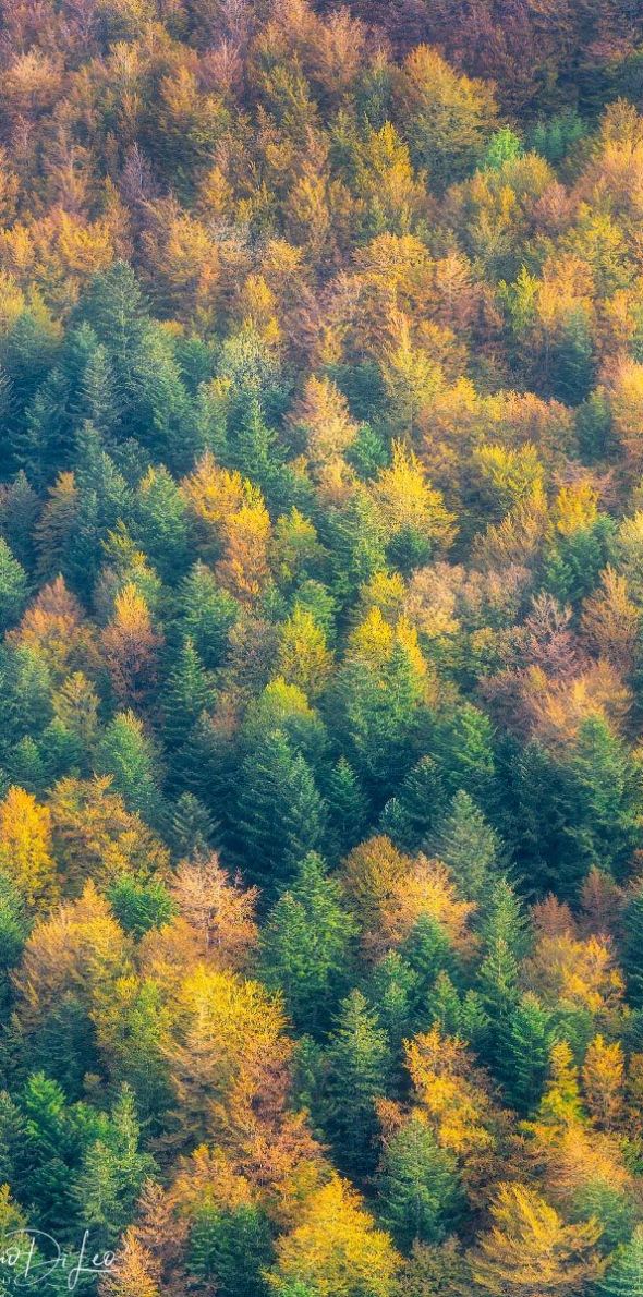 Foliage autunno