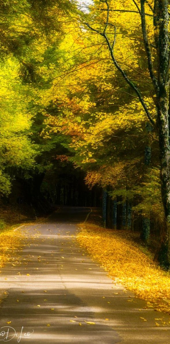 Foliage autunno