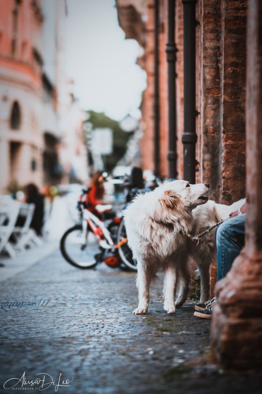 Sony A7RIII – Sony 85mm GM f/1.4