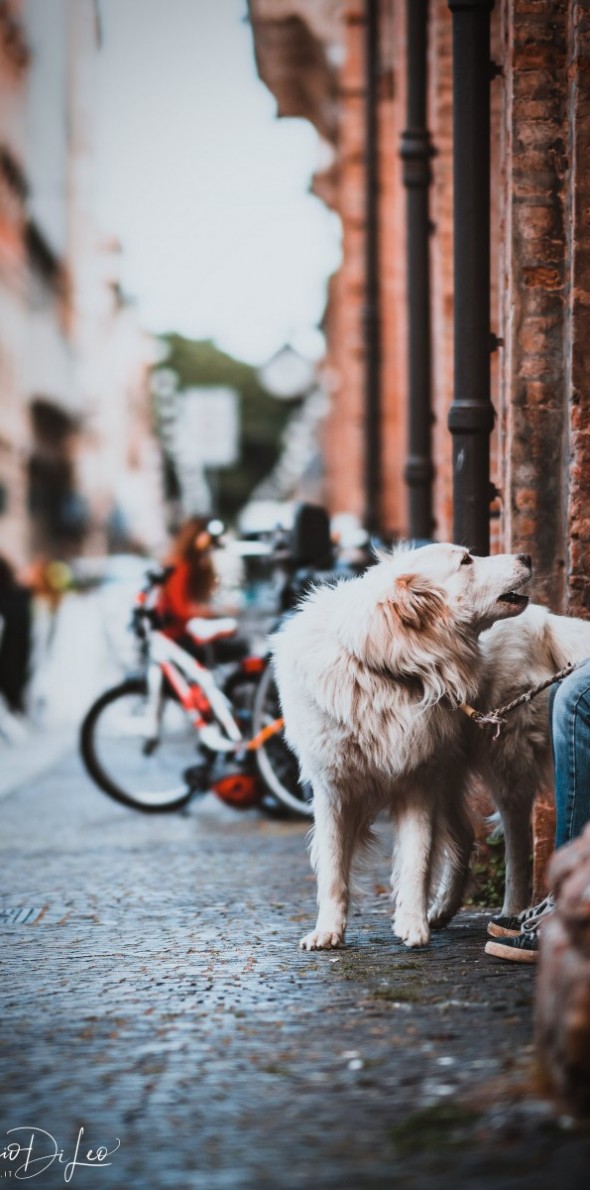 Sony A7RIII – Sony 85mm GM f/1.4