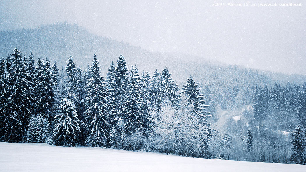 Tier freigelande Bayerischer wald