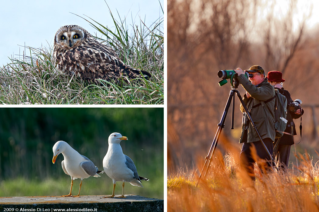 Saline di Comacchio Birdwatching