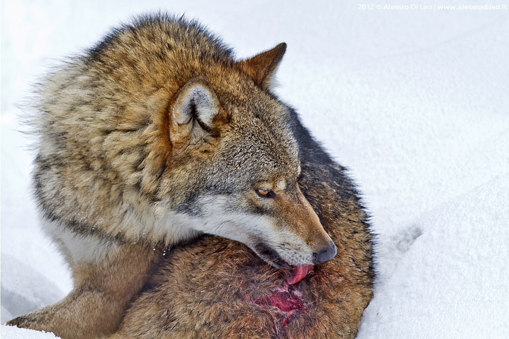 Canis lupus