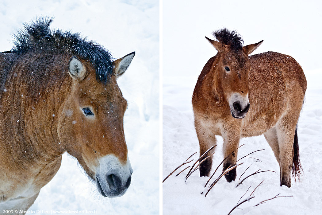 Cavallo Przewalski