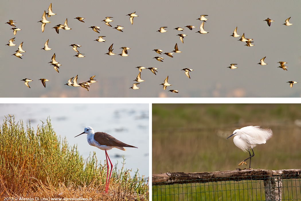 Comacchio birdwatching