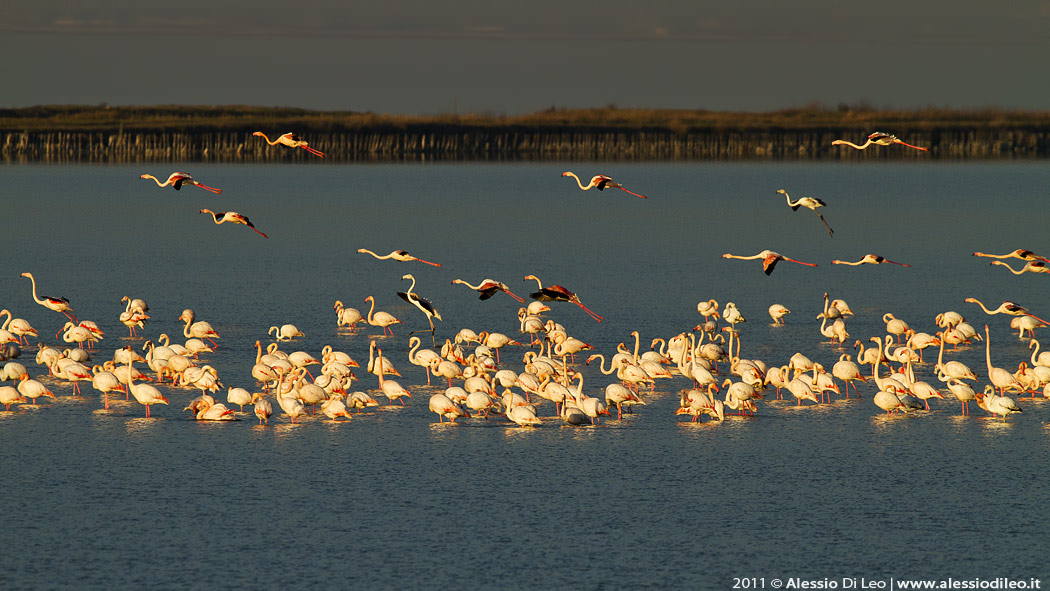 Fenicotteri Delta del Po