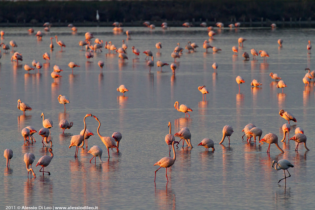 Saline di Comacchio fenicotteri rosa