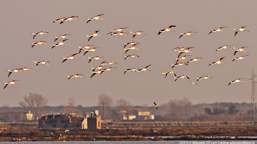 Fenicotteri saline di Comacchio