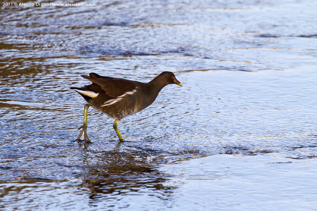 gallinella acqua