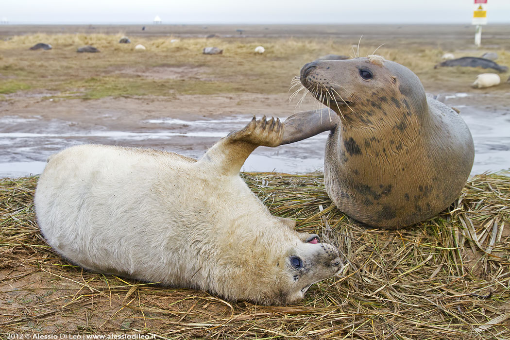 Cucciolo foca donna nook