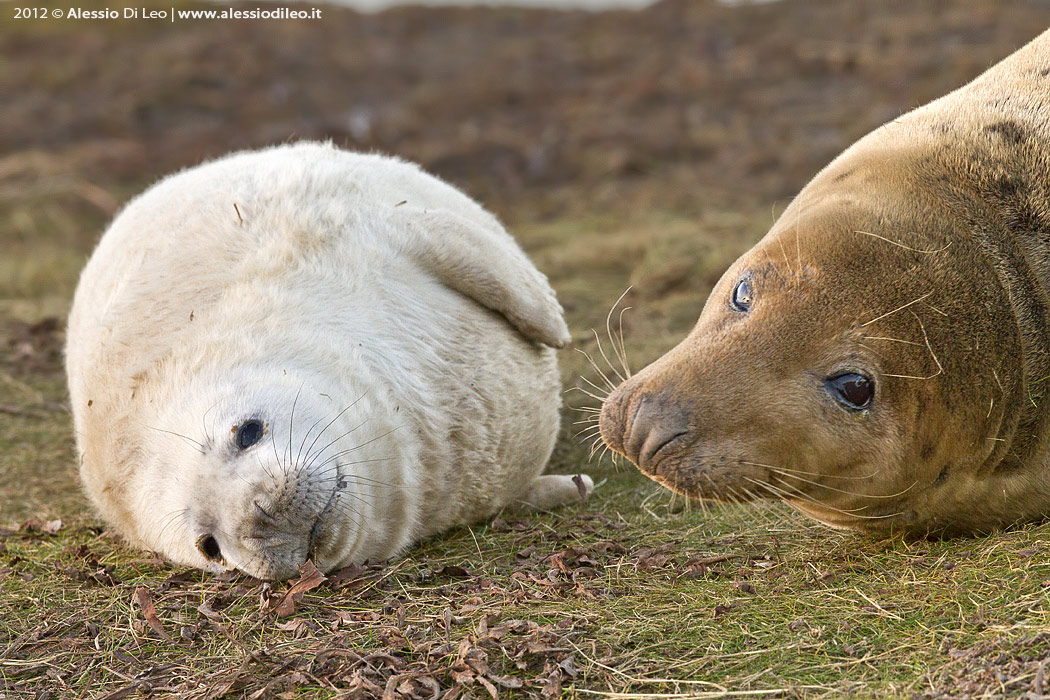 Donna Nook e la grande colonia delle foche grigie