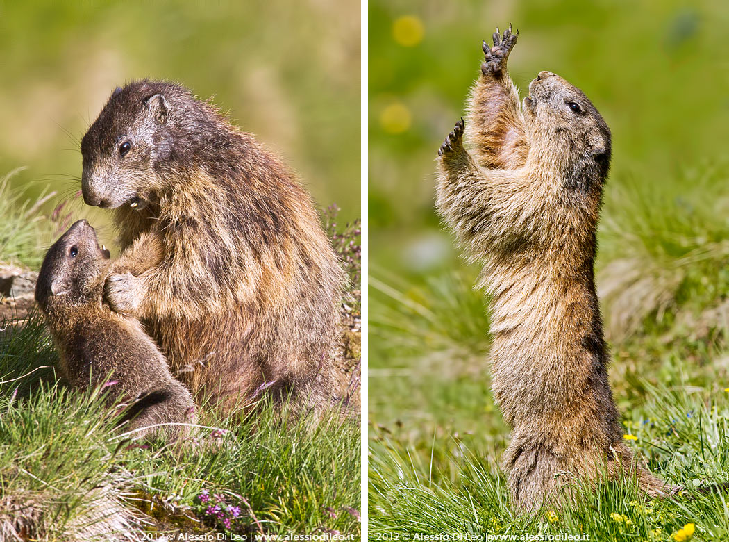 Marmotta Grossglockner