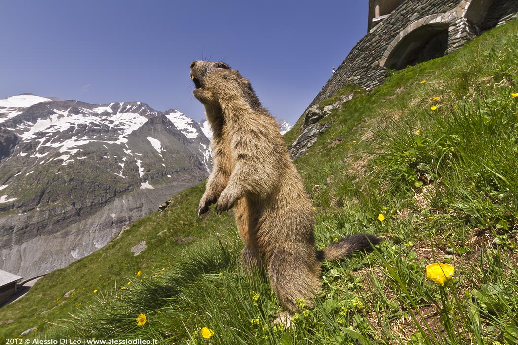 Fotografare la marmotta del Grossglockner