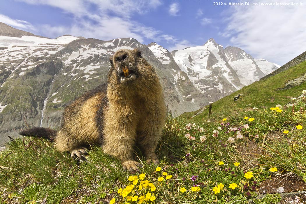 Grossglockner marmotta