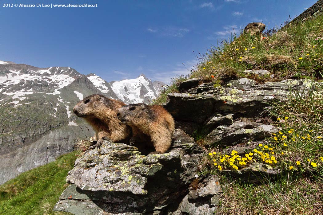 Marmotte Grossglockner