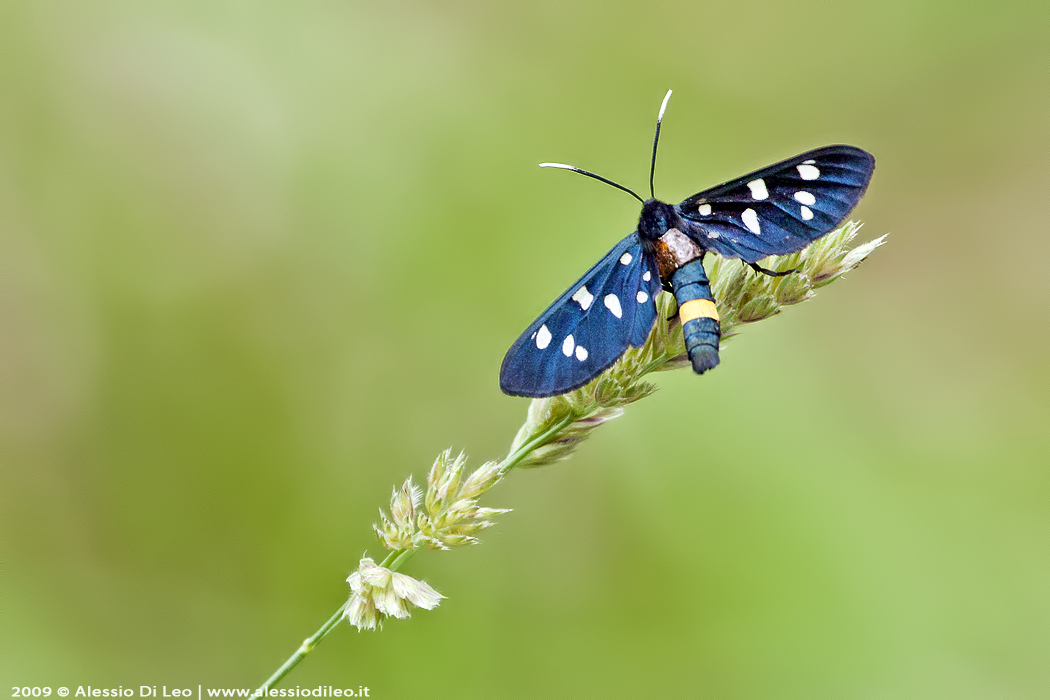 Amata phegea