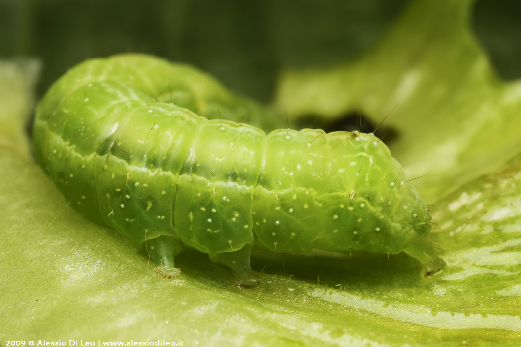 Chrysodeixis chalcites