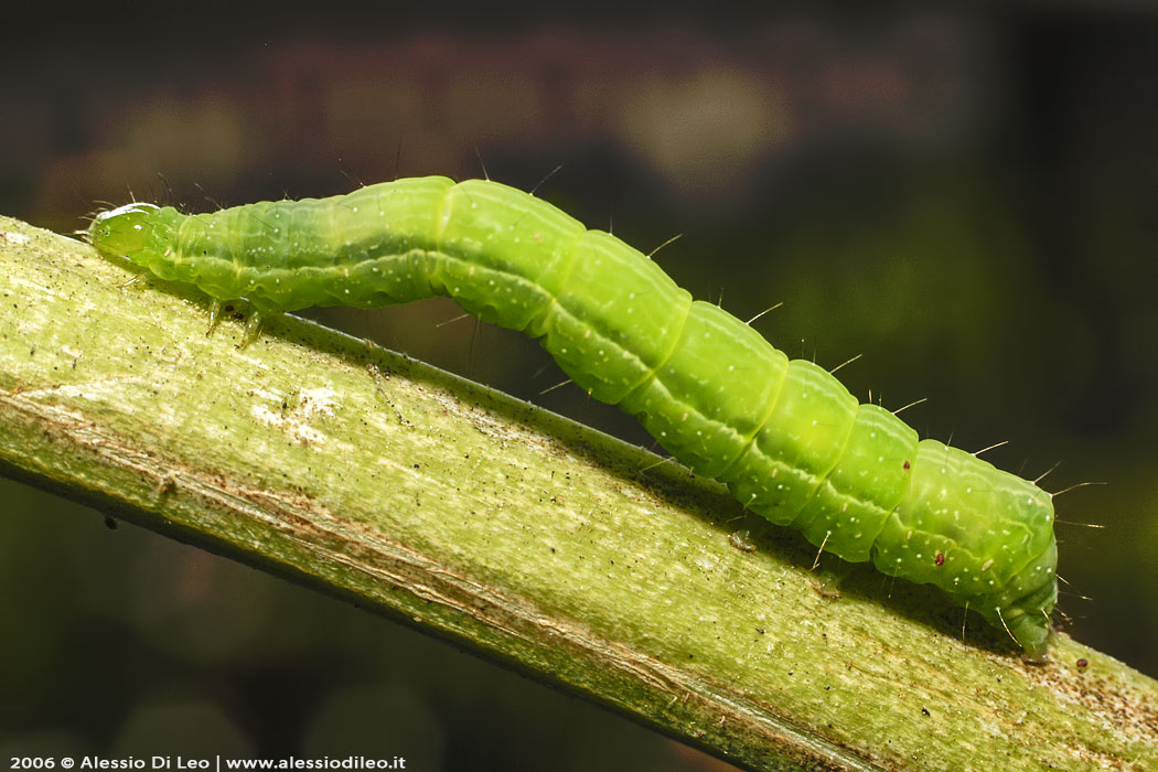 Chrysodeixis chalcites