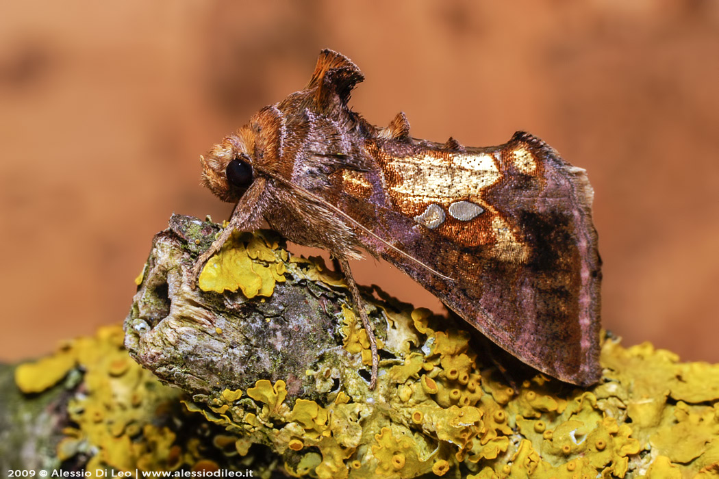 Chrysodeixis chalcites come allevarla