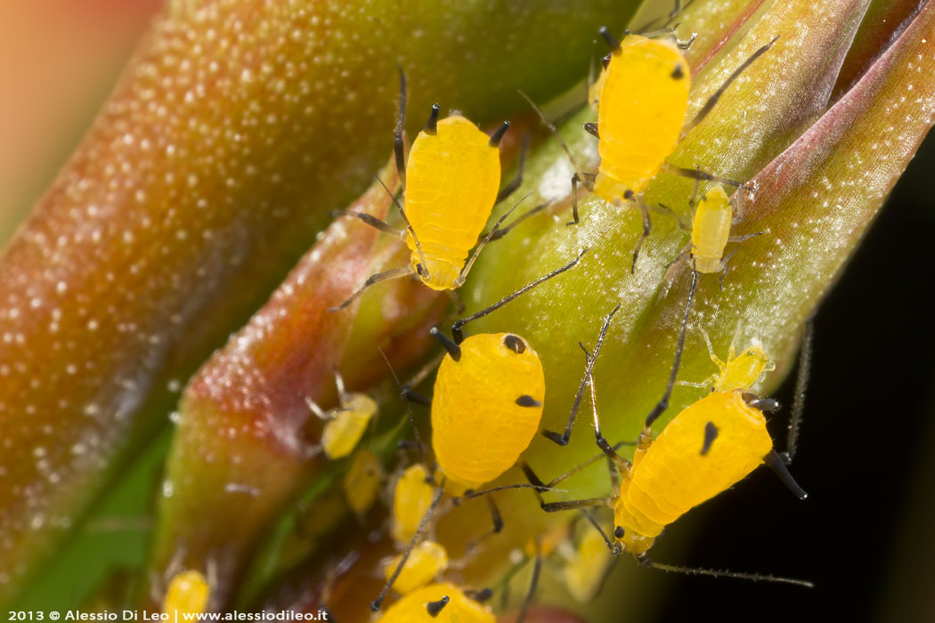 Afidi, formiche e coccinelle, una particolare simbiosi