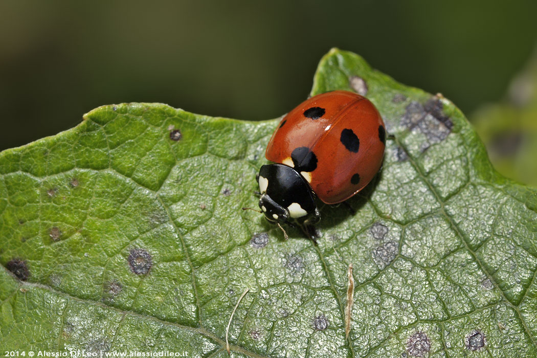 Coccinella septempunctata