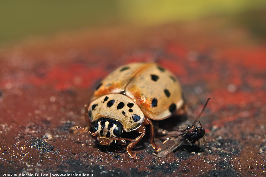 Coccinella afidi