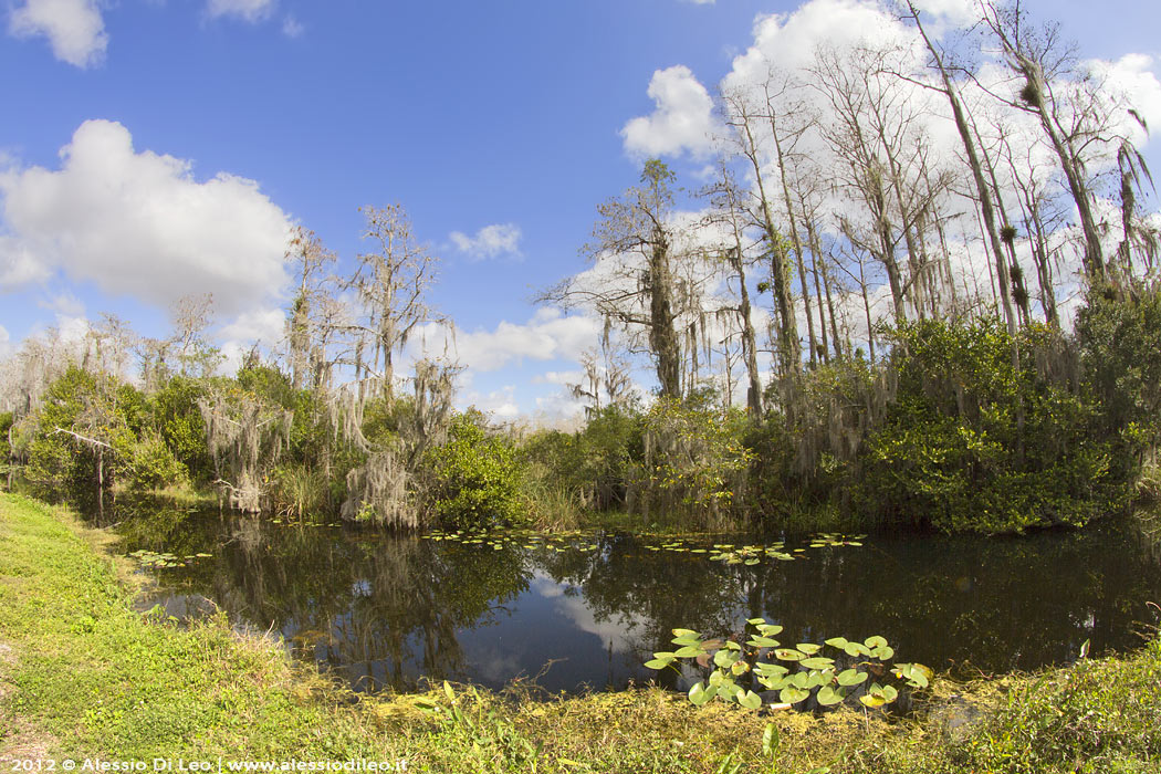 Everglades