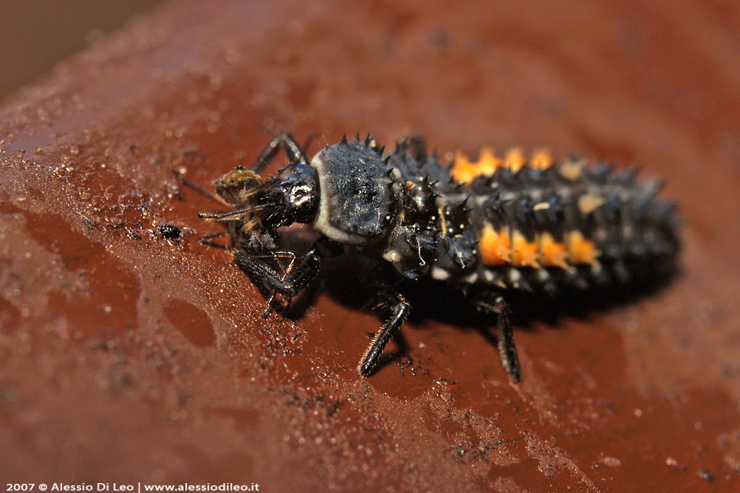 Larva coccinella