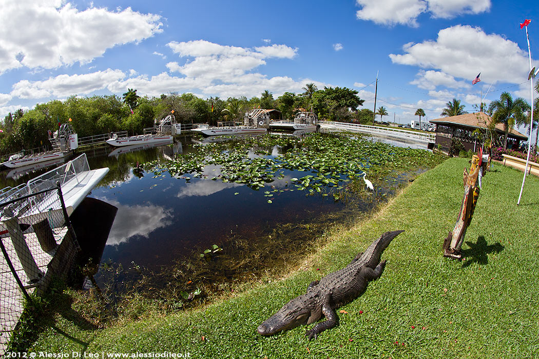 Everglades alligator farm