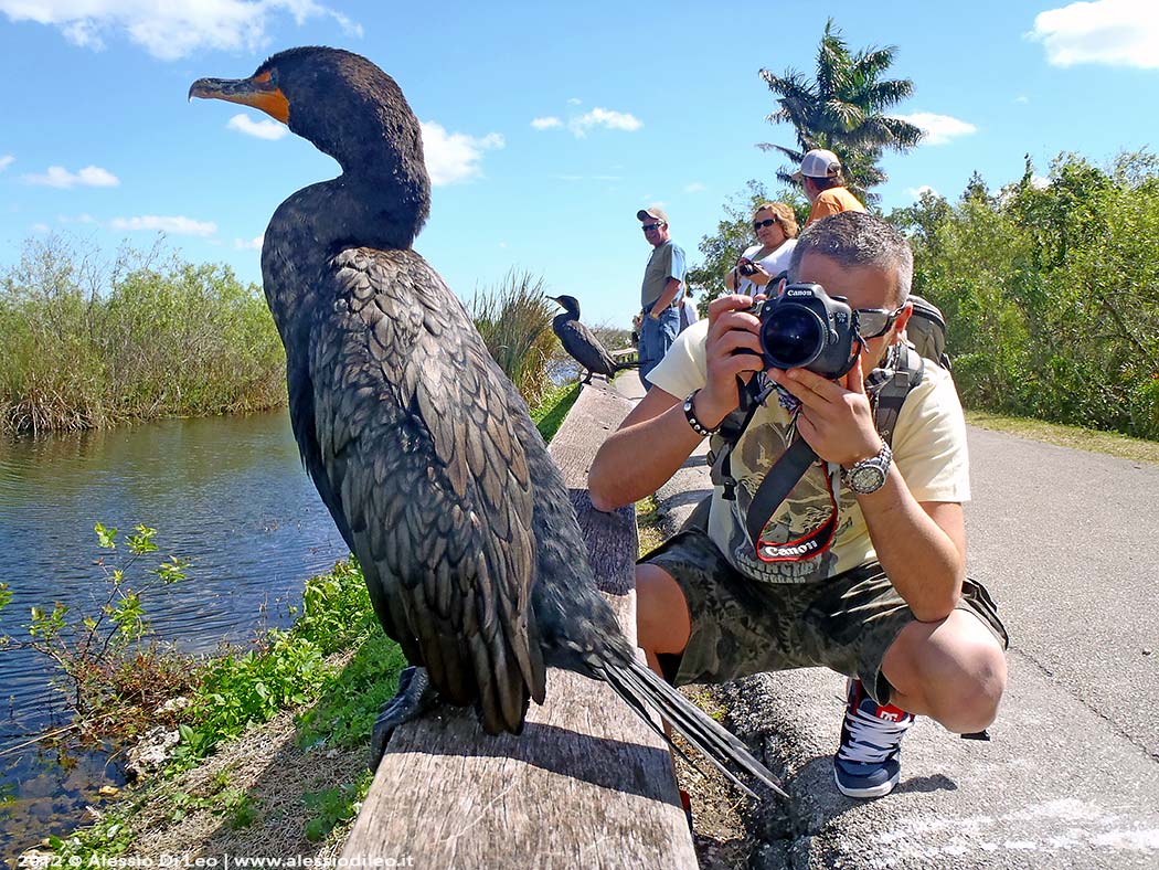 Everglades fauna