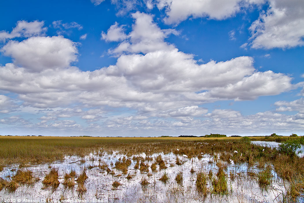 Everglades tamiami trail