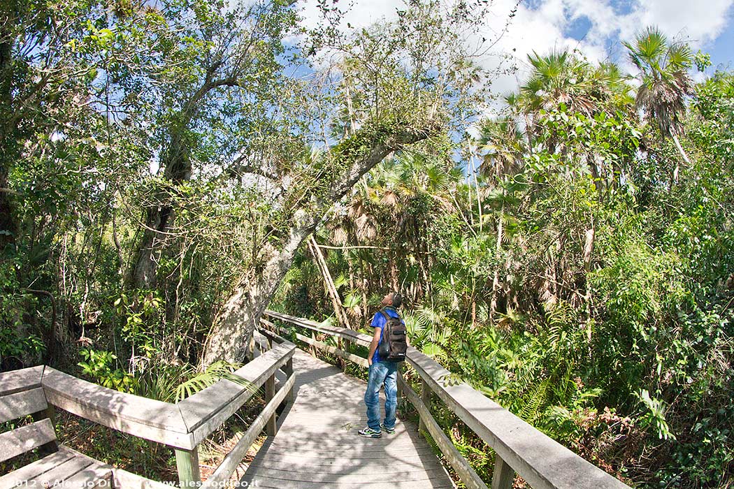 Florida everglades