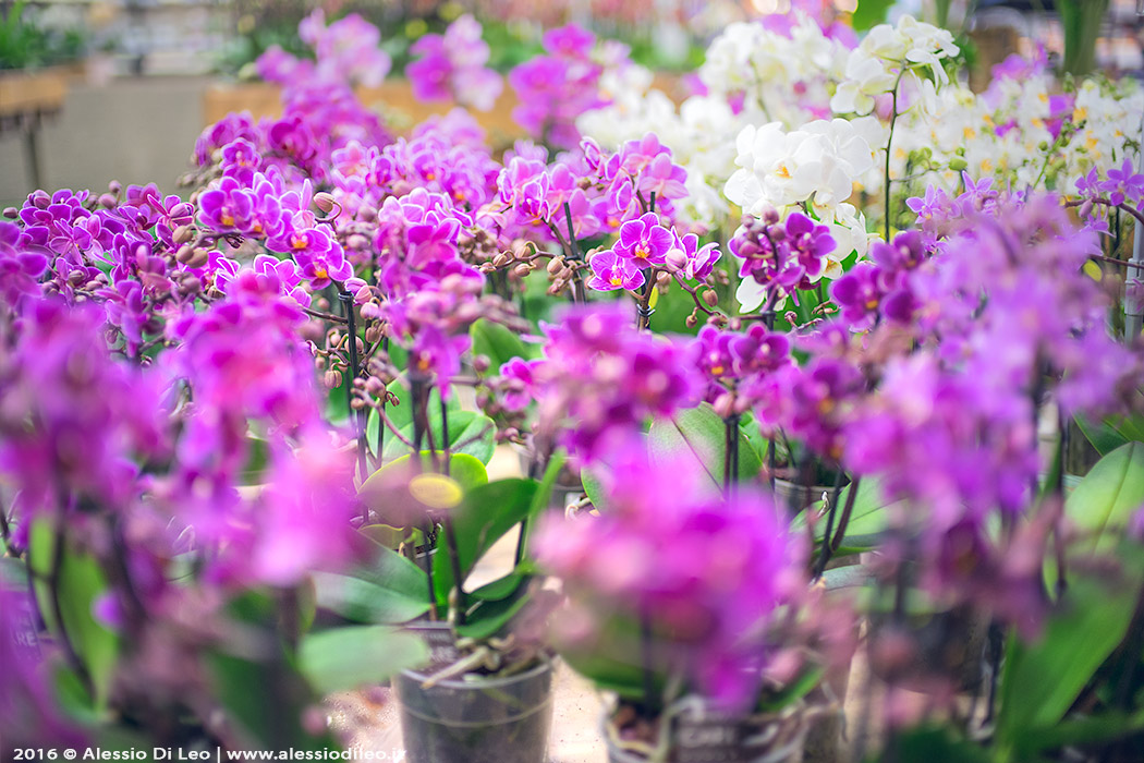 Mostra delle orchidee nella splendida serra Flover vicino Lazise