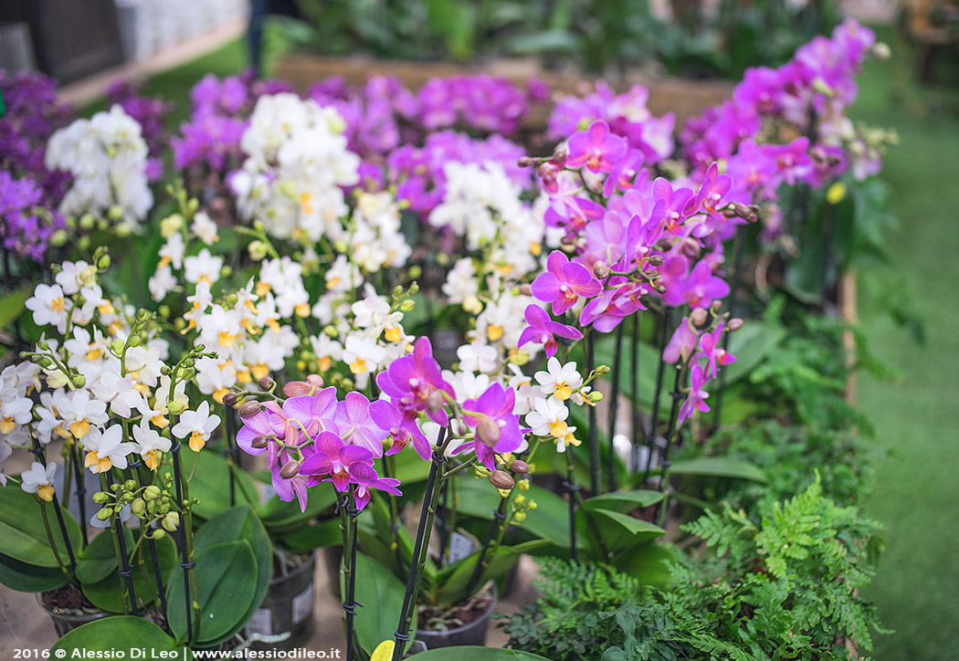 Orchidee Flover