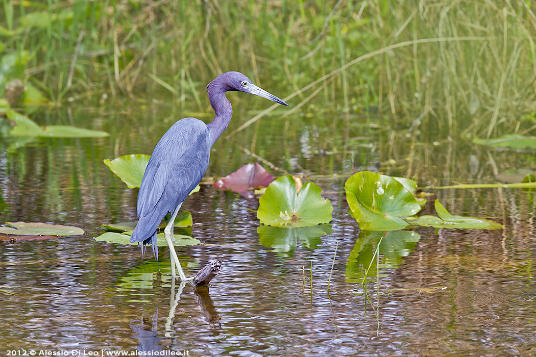 Egretta caerulea