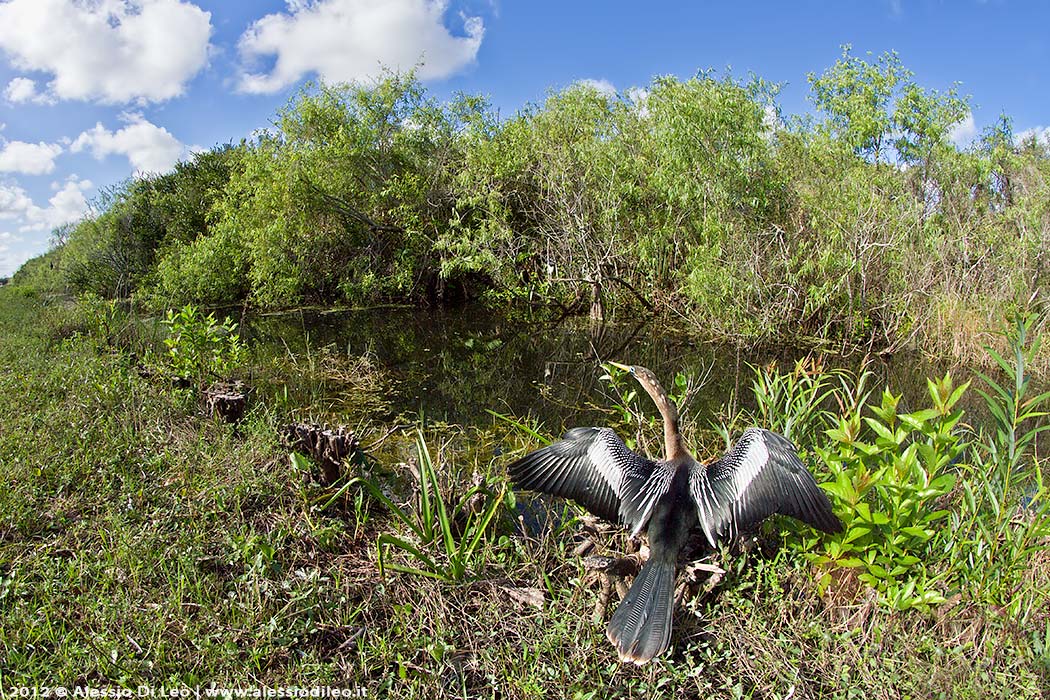 Everglades Anhinga