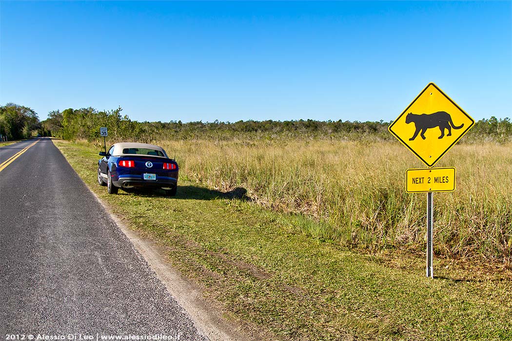 Florida everglades