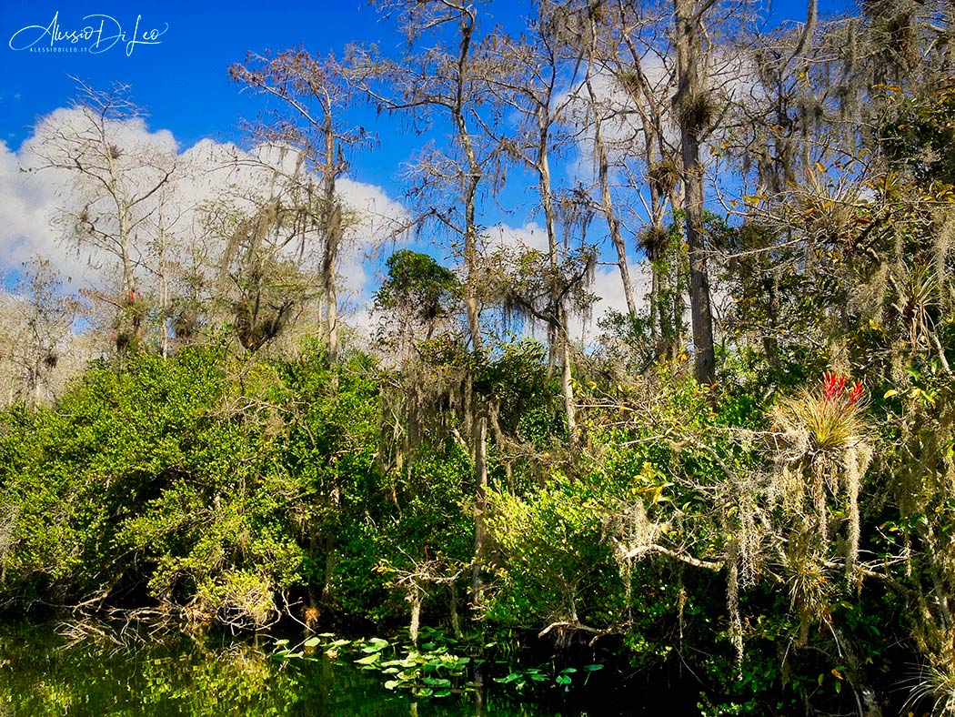 Everglades