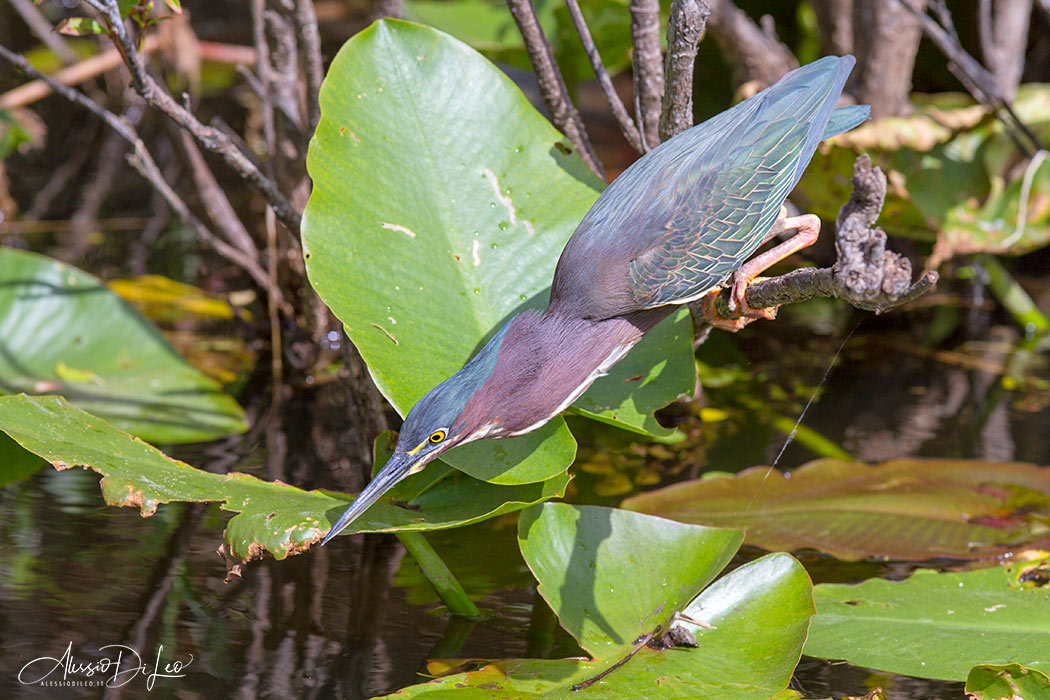 Everglades Florida