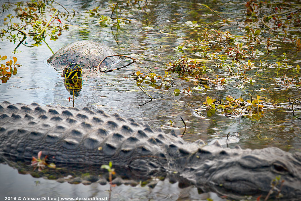 Everglades photography