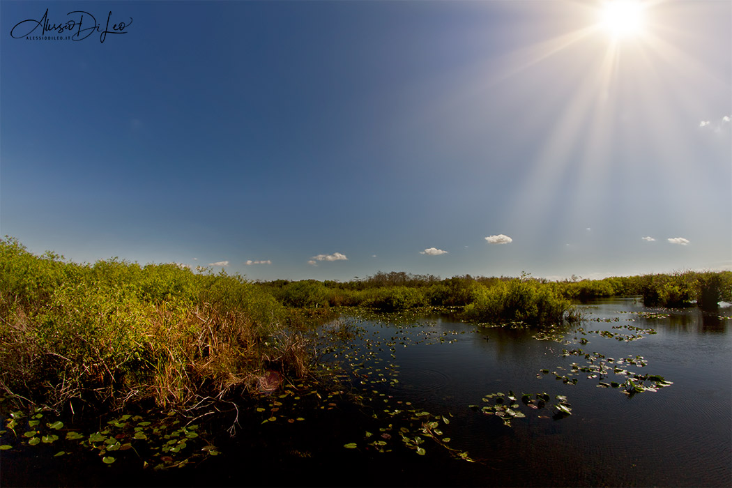 Everglades