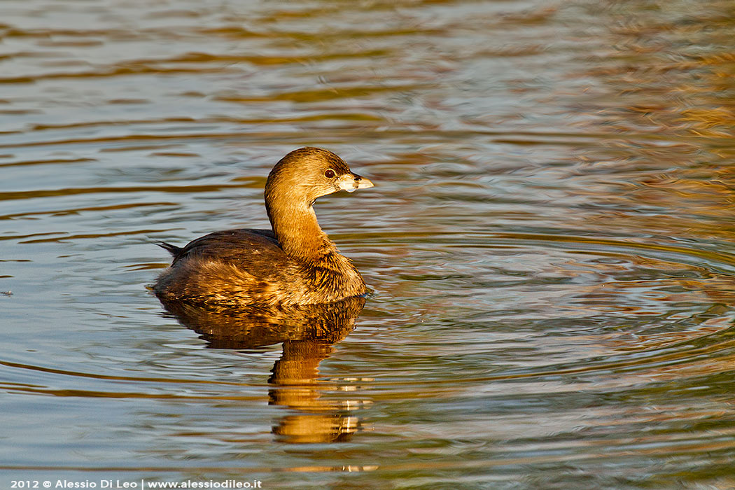 podilimbo (Podilymbus podiceps everglades