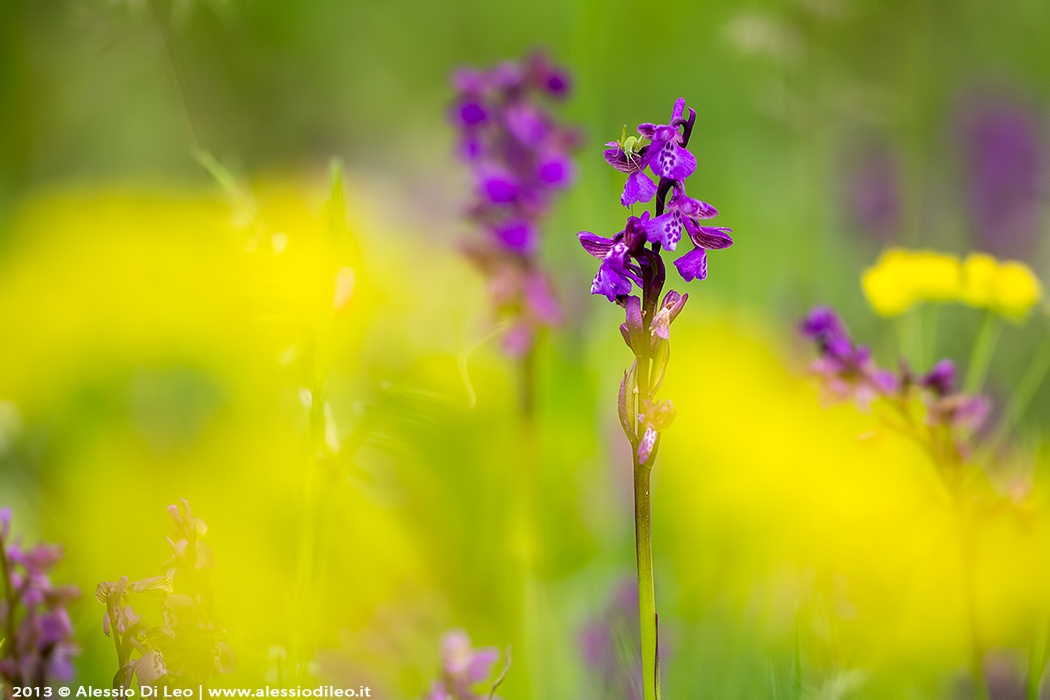 Anacamptis morio