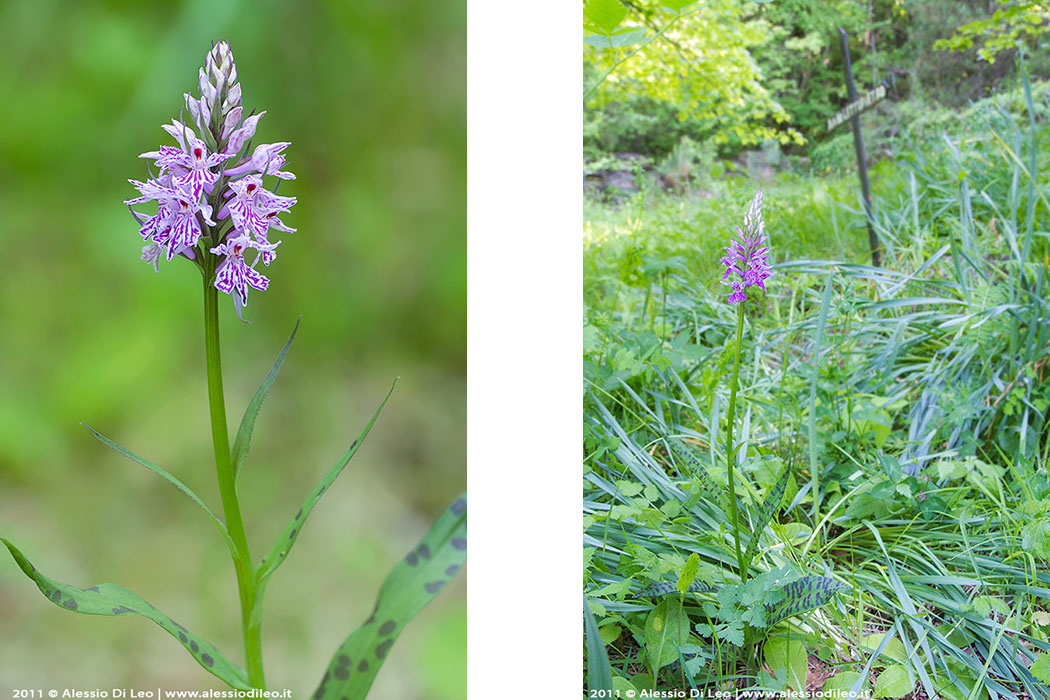 Dactylorhiza maculata