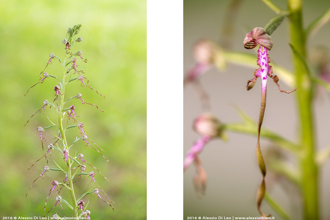 Himantoglossum adriaticum