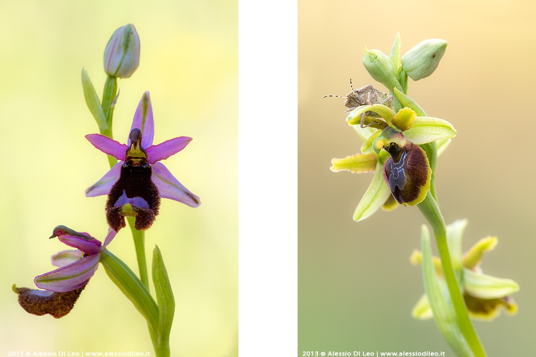 Ophrys bertolonii