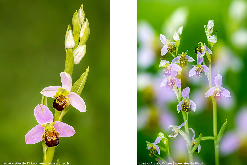 Orchidee selvatiche
